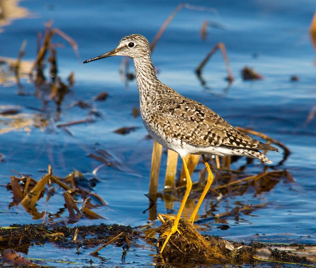 Lesser Yellowlegs by Shawn McCready is licensed under CC BY-ND 2.0.